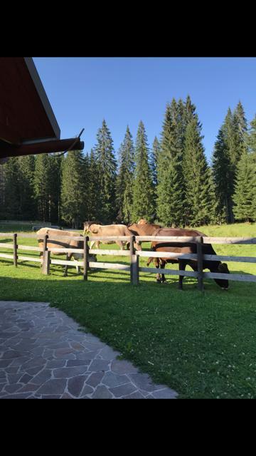Cosy Chalet On Pokljuka - Brunarica Tinkara Zgornje Gorje Εξωτερικό φωτογραφία